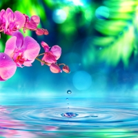 Reflection of pink orchids