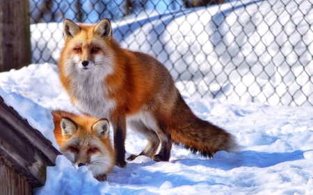 Red foxes in snow - winter, red foxes, in snow, two