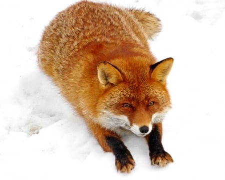 Resting fox - rest, winter, red fox, snow