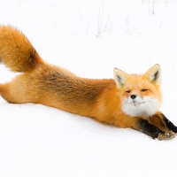 Relaxing foxy