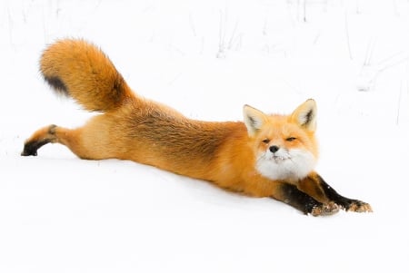 Relaxing foxy - winter, red fox, relaxing, in snow