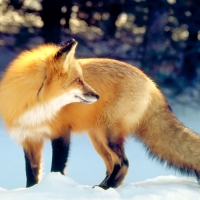 Golden fox in the snow