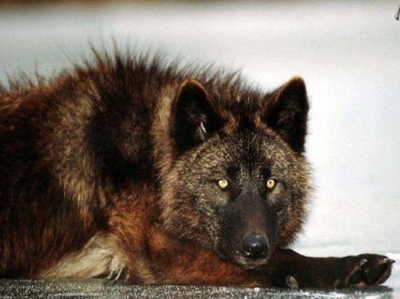 Wolf Beauty - wolf, animal, dog, eyes