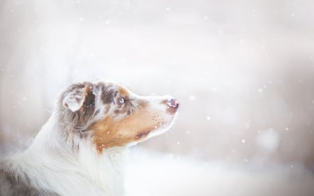 Dog - animal, winter, australian shepherd, dog