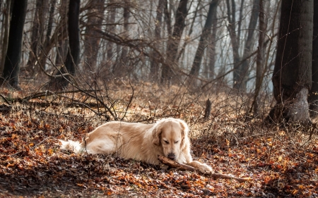 Dog in the woods - forest, woods, animals, dog