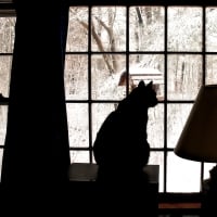 Cat and Winter View