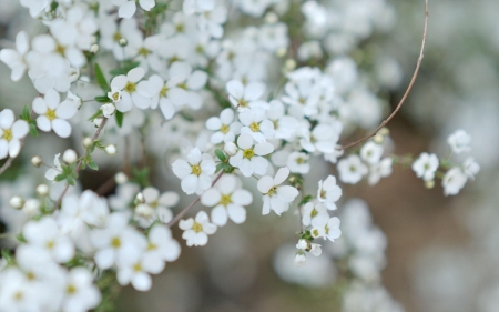 Flowers - nature, amazing, flowers, beautiful