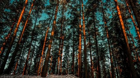 shadows on forest trees - forest, tall, trees, shadows