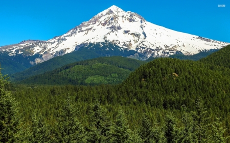 mount hood oregan - hood, tree, mountain, oregan