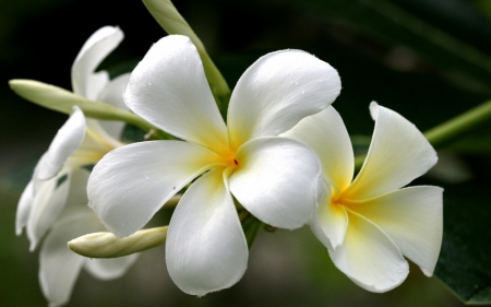 white frangipani - white, flower, frangipani, leaf