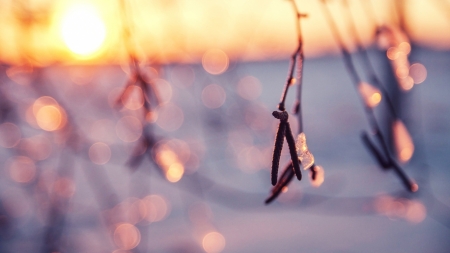 Frozen branches - twigs, abstract, branch, winter, photography, snow, frosty, HD, frozen, nature, macro, frost, wallpaper