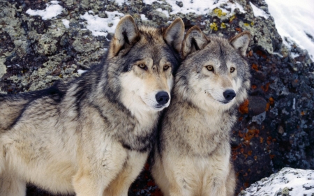 Winter Wolfs - wolf, snow, winter, animal, steam, rock