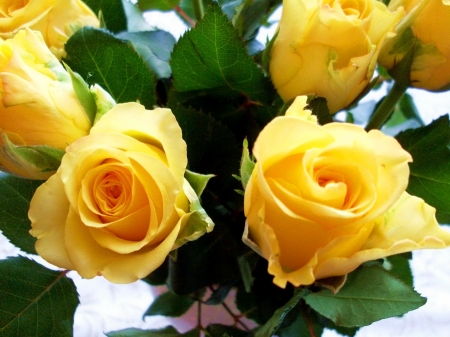 Yellow Roses - roses, flowers, yellow, macro, nature