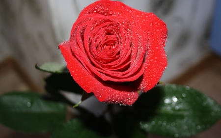 Drops on Red Rose - red, drops, dew, rose, petals, flowers, macro, nature