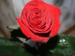 Drops on Red Rose