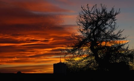 Beautiful Sky - orange, tree, nature, sunset