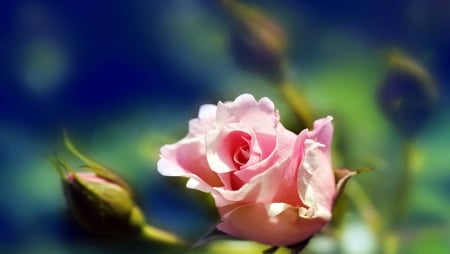 Pink Rose - one, rose, fflower, pink