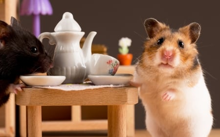 Tea time - hamster, couple, rodent, cite, tea, animal, cup