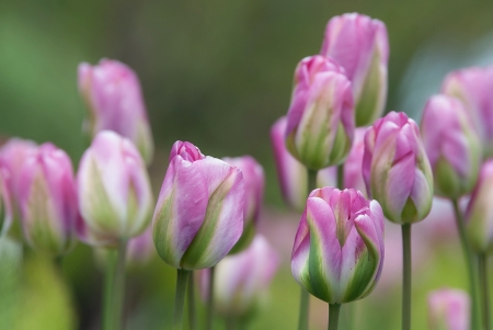 Tulips - flower, pink, tulip, spring, green