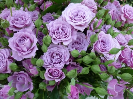 Roses - flower, purple, rose, pink, lilac, green