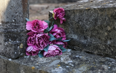 Flowers - rose, peony, flower, pink