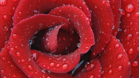 Rose - skin, macro, red, water drops, wet, rose, flower