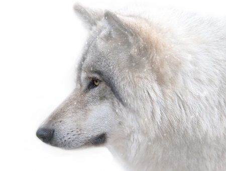 Wolf - animal, white, winter, wolf