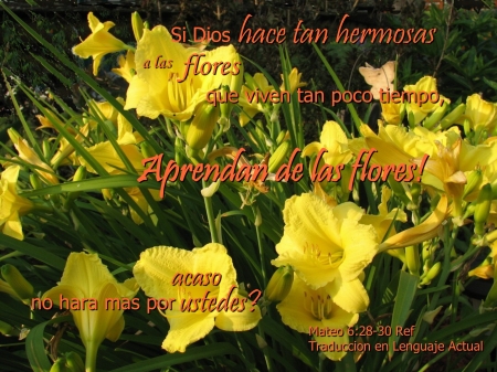 Aprendan de las Flores - lilies, verse, flowers, inspirational, bible