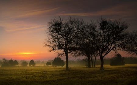 Tree - nature, tree, amazing, beautiful