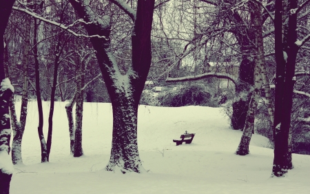 Forest bench - nature, bench, amazing, forest