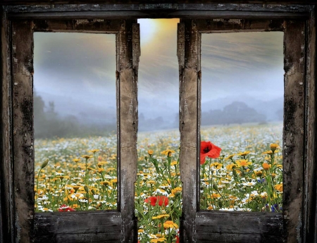 Field of Flowers - nature, flowers, window, sun