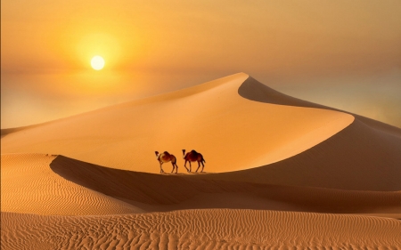 Desert at Sunset - camels, desert, sunset, sand