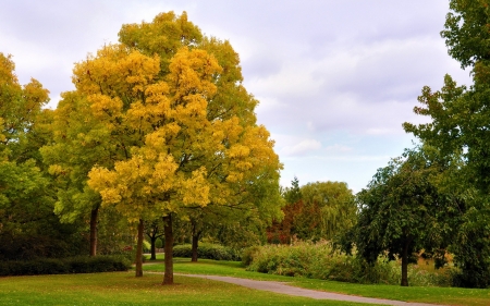 Tree - nature, tree, amazing, beautiful