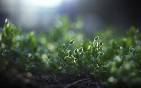 Flower - flowers, nature, amazing, beautiful