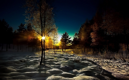 Winter Morning - morning, trees, winter, young growth, sunset, wood, nature, dawn, sunrise