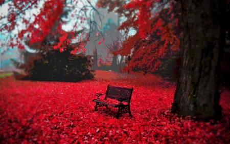 Autumn splendor - park bench, nature, autumn, red, tree, leaves