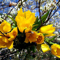Yellow flowers
