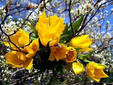 Yellow flowers