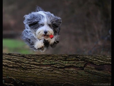 speed - dogs, shaggy