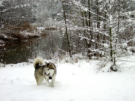 Heavenly white - white, wolf, heavenly, snow