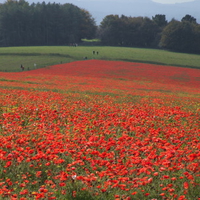 Dorset Poppy Field