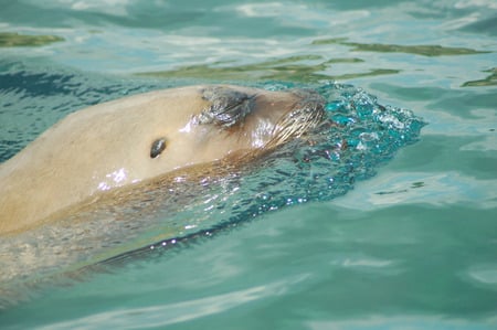 Seal - cute, wet, slimey, slipery