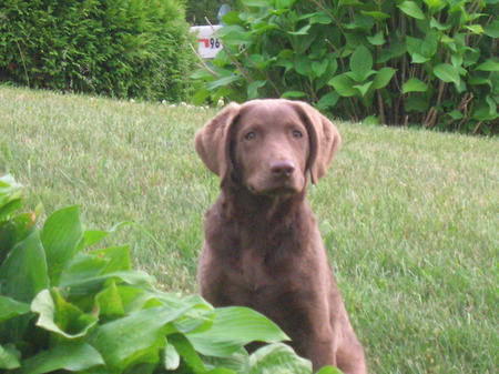 rosey - late summer, waiting, dog, puppy