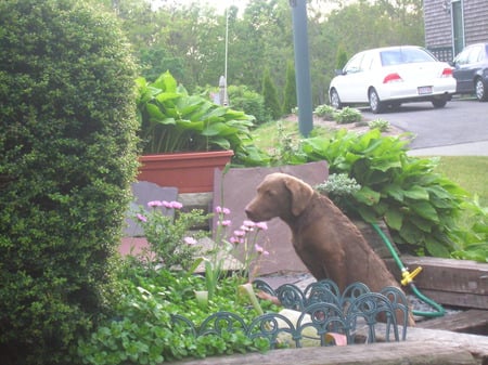 flowers for a rose - flowers, cute, dog, puppy