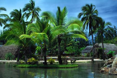 Palm Trees - palms, water, sky, abstract