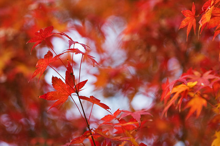 Fall Bright - leaf, nature