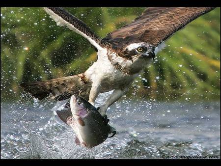 FISHERBIRD   I Love Fish   Bird - fish lover, bird, fisherbird, sea, fish