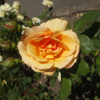 LOVELY ORANGE ROSE