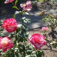 BUNCH OF PINK ROSES