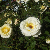 WHITE ROSES